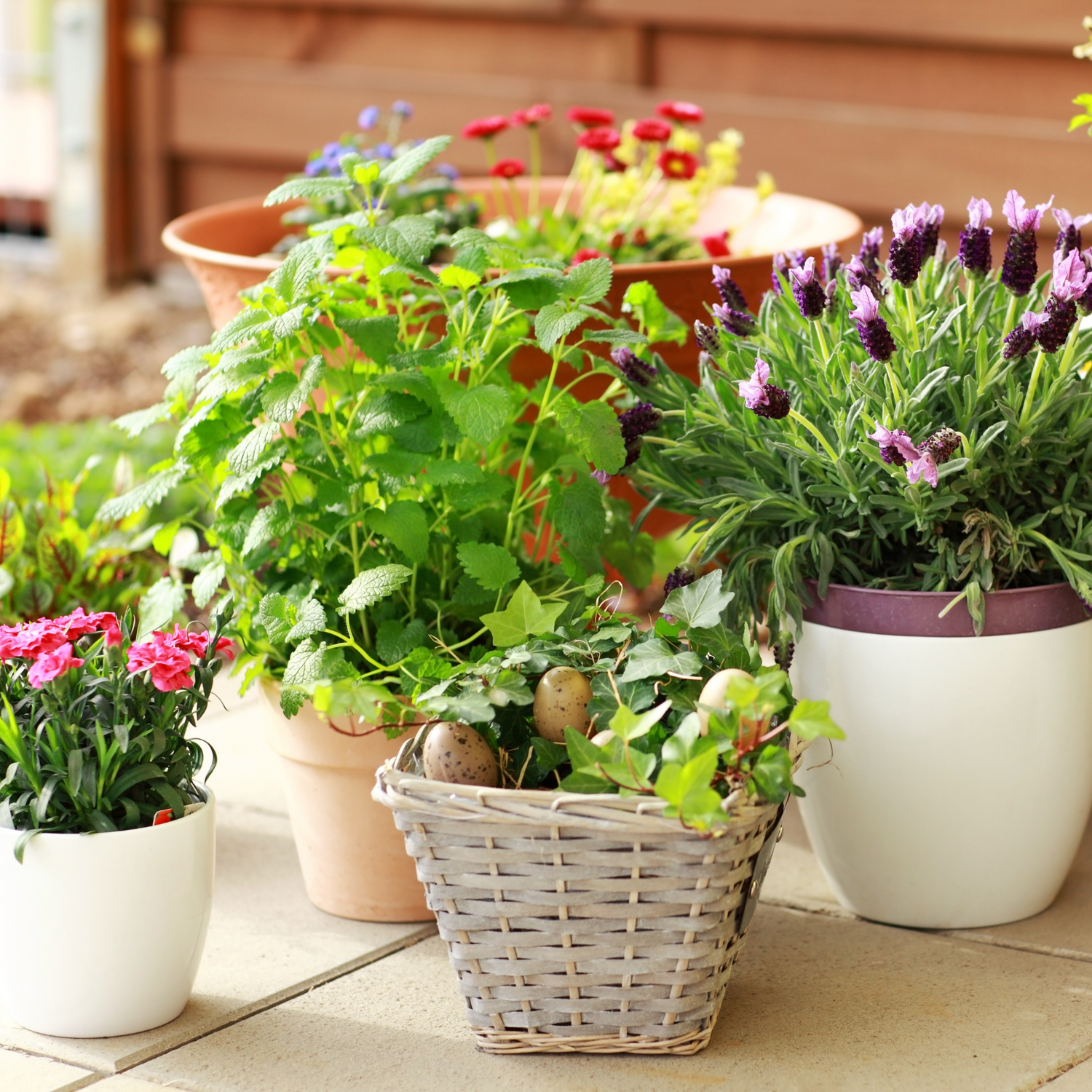 Bloeiende planten