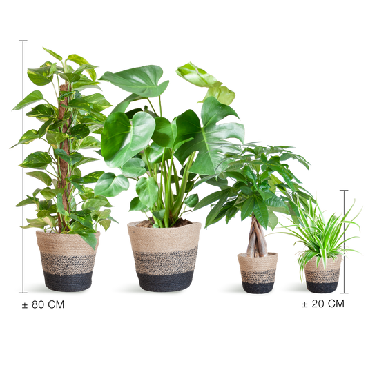 Easy care Plantenbox - medium - met Mand Lissabon zwart