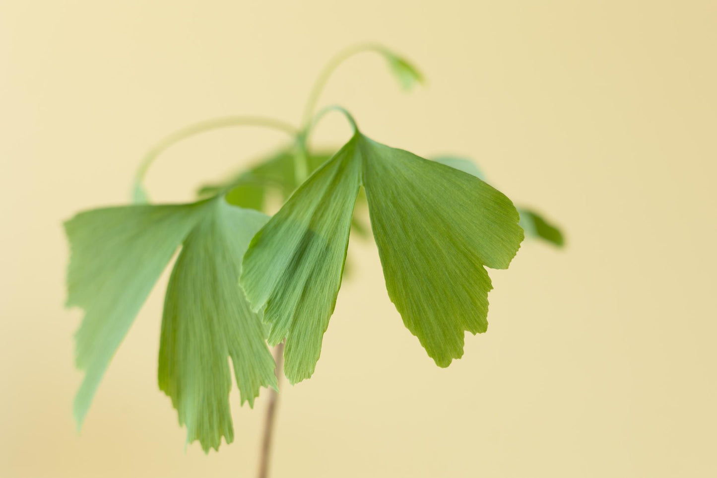 Levensboom - Ginkgo Biloba in brievenbusdoosje met info boekje