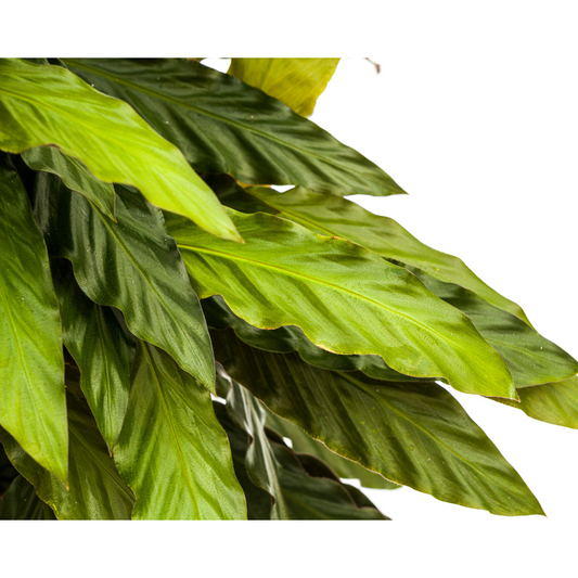Calathea Rufibarba Ø27cm - ↕60 - 80cm