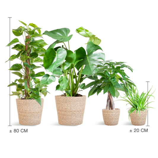 Easy care Plantenbox - medium - met mand Sofia