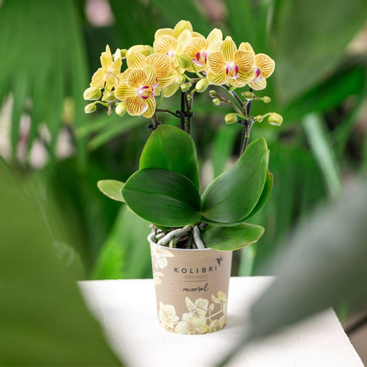 Kolibri Orchids | Gele orchidee Lima + Malaga sierpot licht oranje - potmaat Ø9cm | bloeiende kamerplant - vers van de kweker