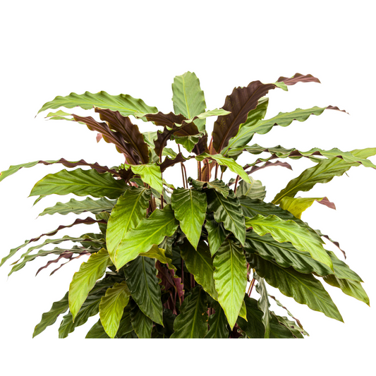 Calathea Rufibarba Ø27cm - ↕60 - 80cm